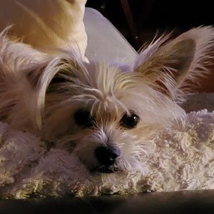 Meet your Posher, Lisa